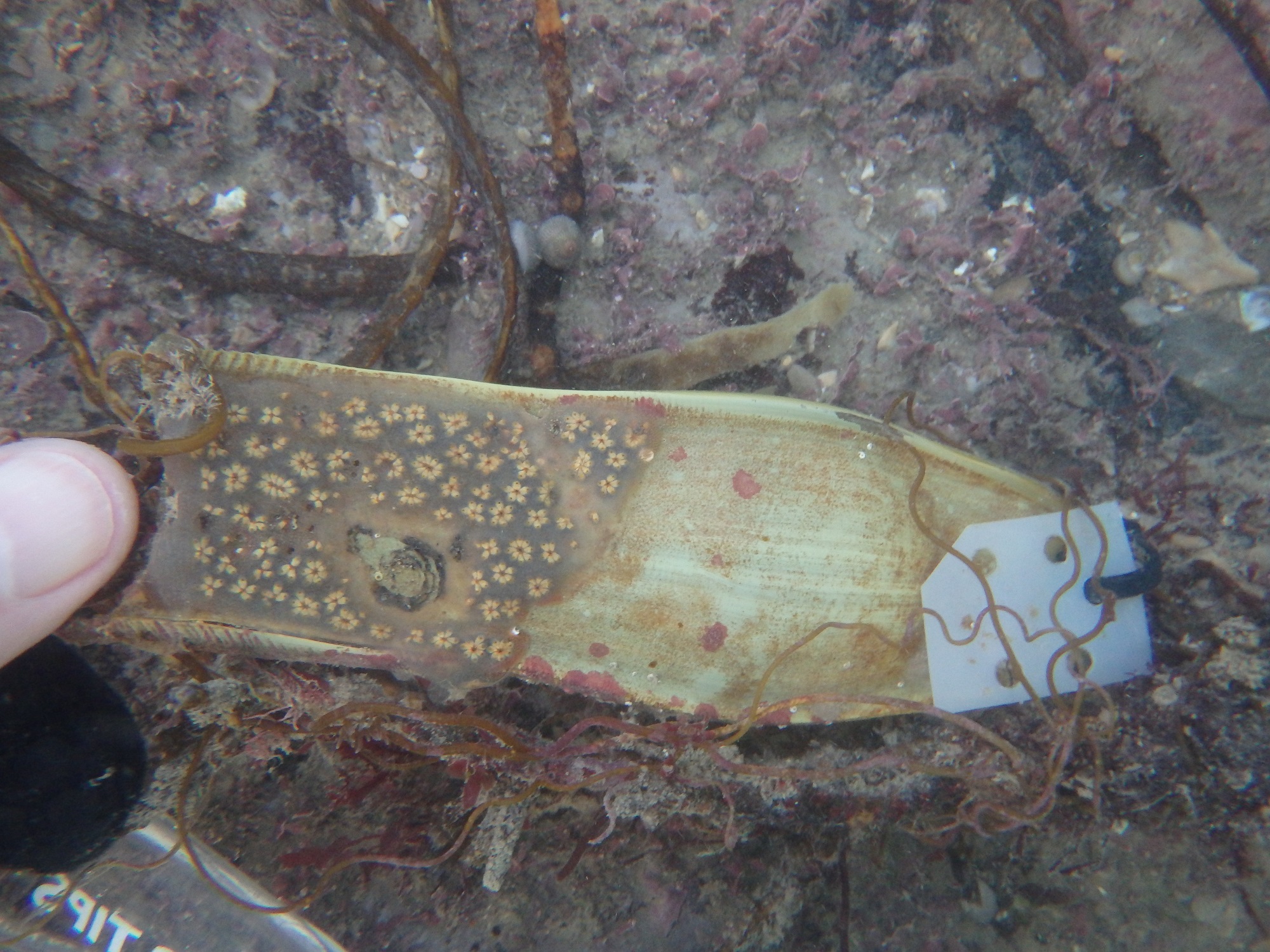 Catshark egg spotting at Wembury and how you can help The Devon Daily